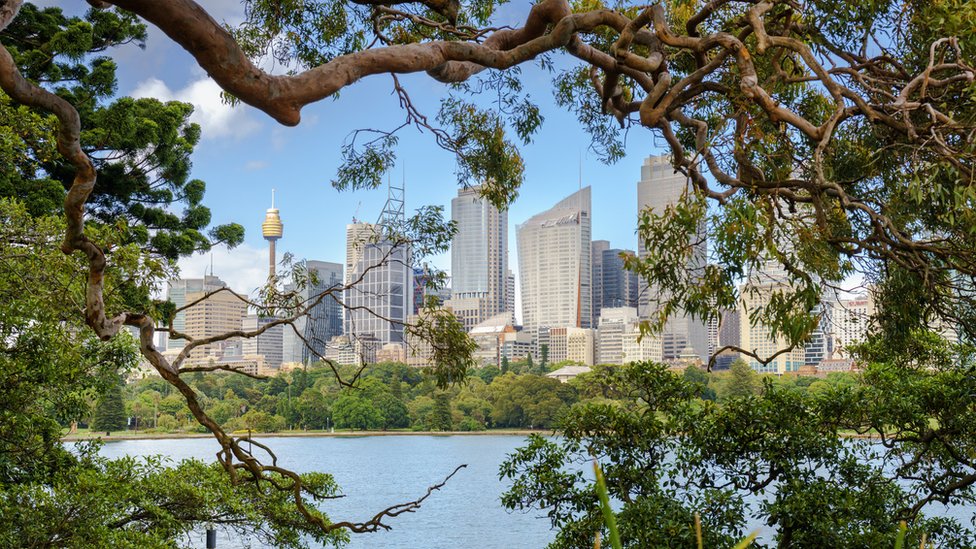 Sydneys tree wars: Greed and harbour views fuel vandalism