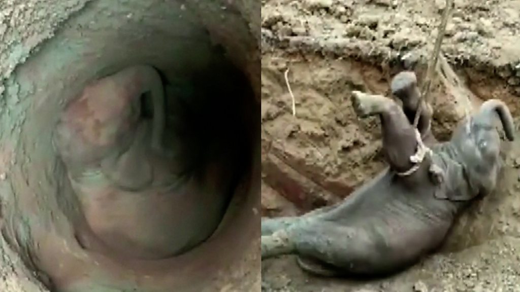 Elephant calf rescued from bottom of well in India