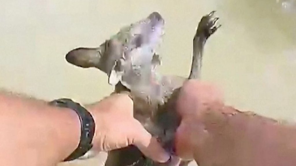 Australia floods: Baby kangaroo rescued from crocodile-infested waters