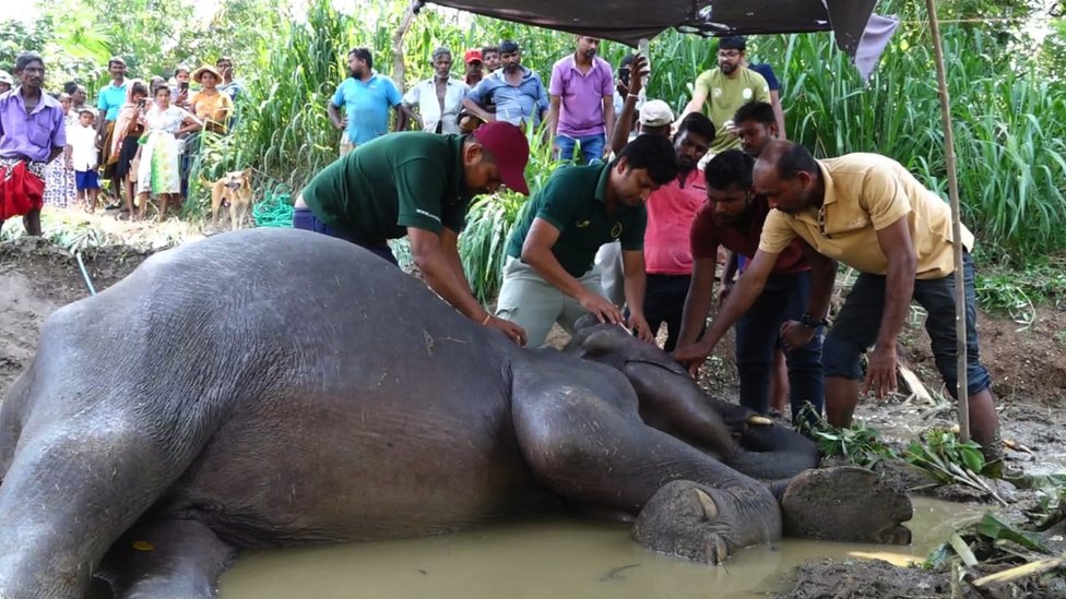 Veterinary surgeon Akalanka Pinidiya treating an injured elephant, along with a team of wildlife officers in Sri Lanka