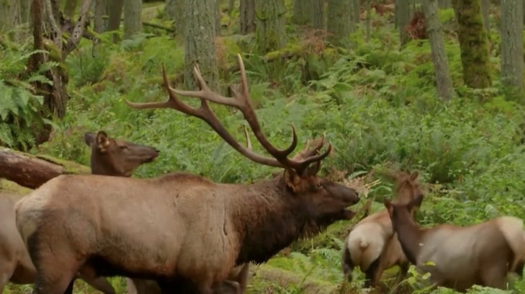 'Very eerie' mating call helps American elks find love