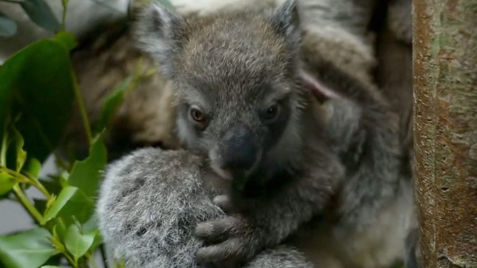 Longleat welcomes first southern koala joey