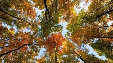 Tall Autumn trees