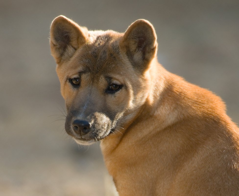 New Guinea singing dog