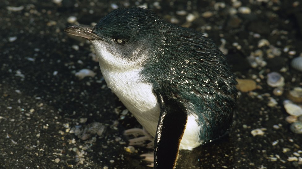 Little blue penguins stolen from nest with crowbar in NZ
