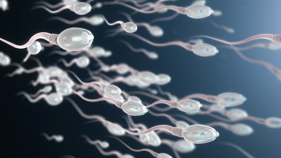 Иллюстрация спермы