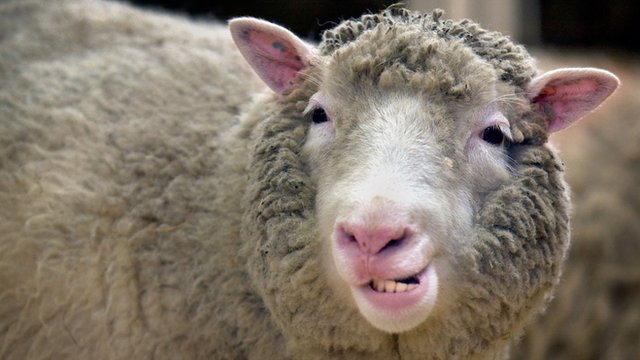 Dolly the sheep