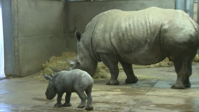 Rhino calf born at Knowsley Safari Park in Merseyside - BBC News