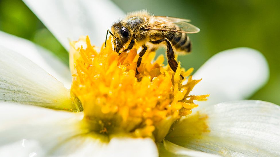 Beekeepers are struggling to keep up with farms' pollination needs