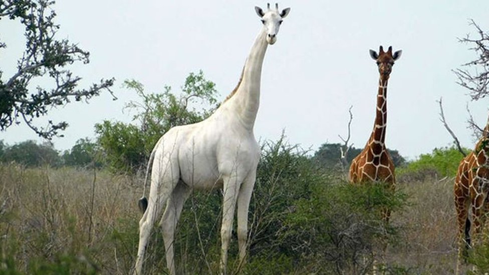 World's only known white giraffe fitted with tracker to deter poachers -  BBC News