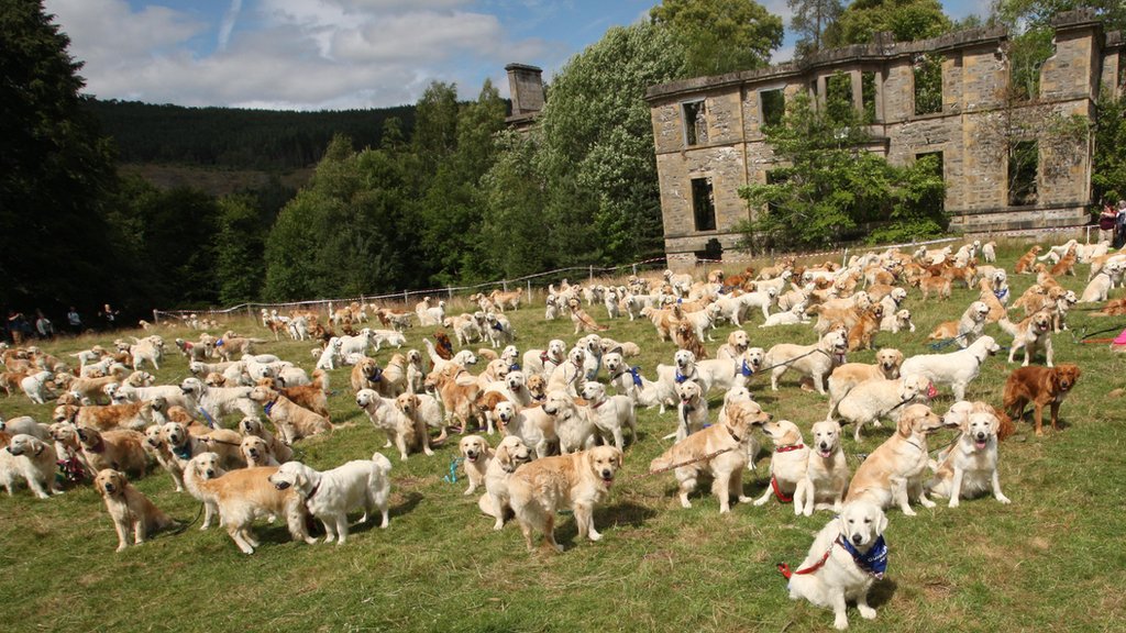 Mass gathering of golden retrievers in Highlands - BBC News