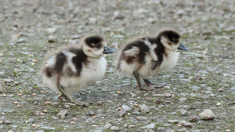 Egyptian goose chicks 'leap' from kestrel box nest BBC News