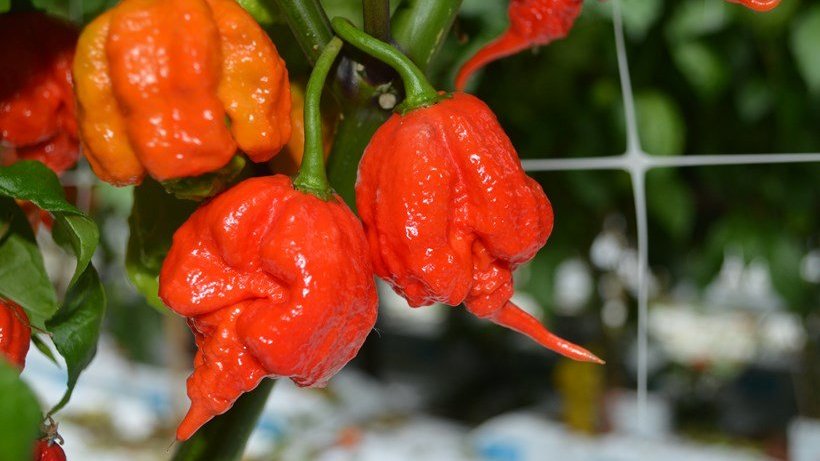 Carolina Reaper: 5 facts about the world's hottest chilli - BBC