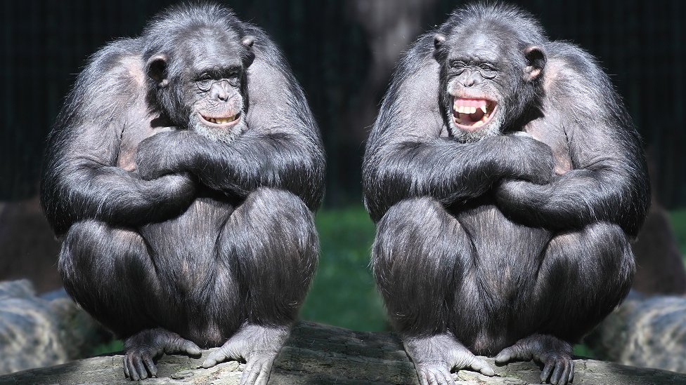Dve šimpanze se smeju
