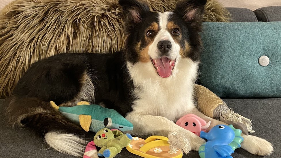 Genius dogs' remember names of 100 toys - BBC Newsround