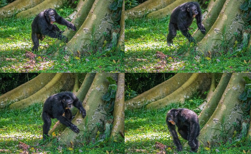Chimpancé tamborileando en la raíz de un árbol