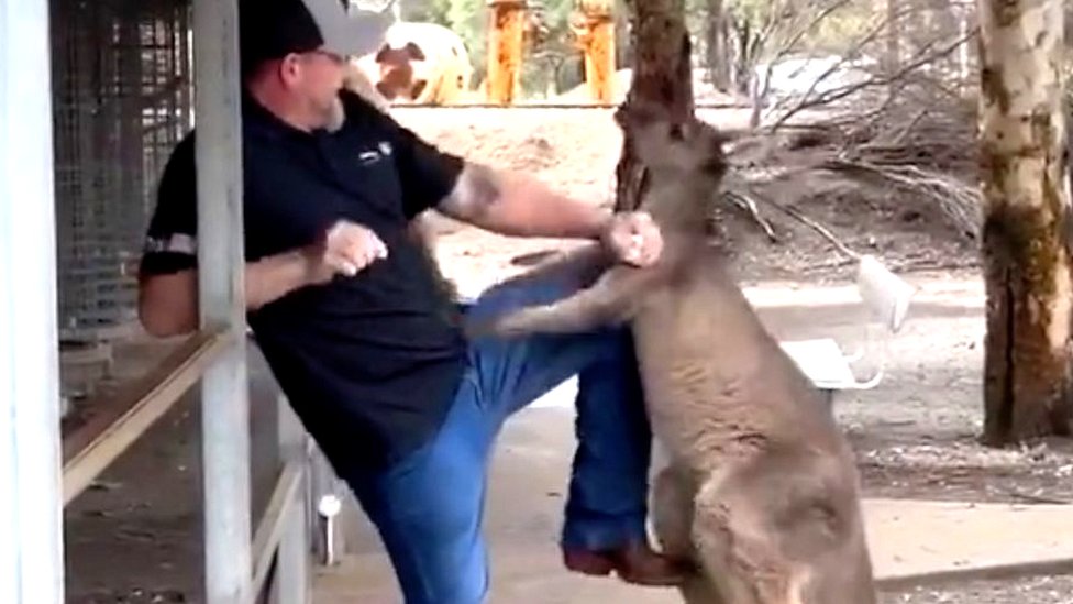 Watch: Tourist fights off feisty kangaroo in Australia