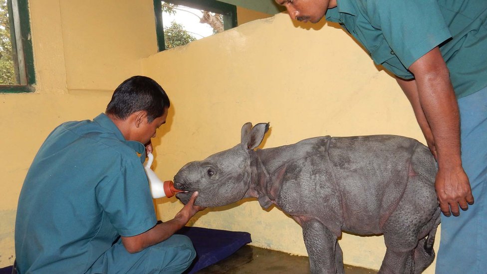 Week-old rhino rescued in India's Kaziranga park - BBC News