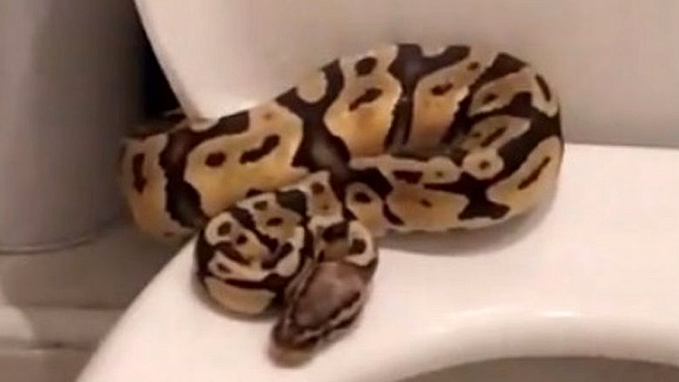 Python found lurking in bathroom toilet in Southend - BBC News