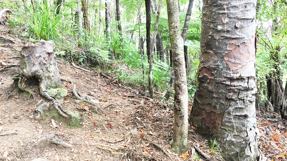 Tocón de kauri junto a árboles vecinos