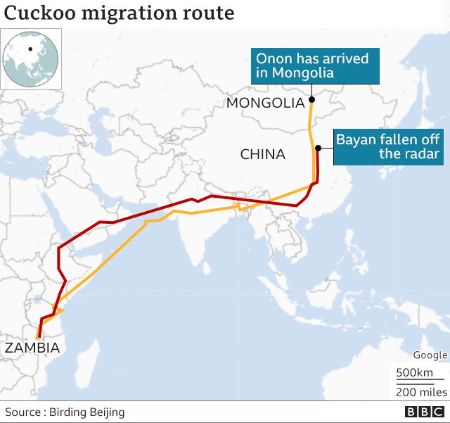 Cuckoo migration route