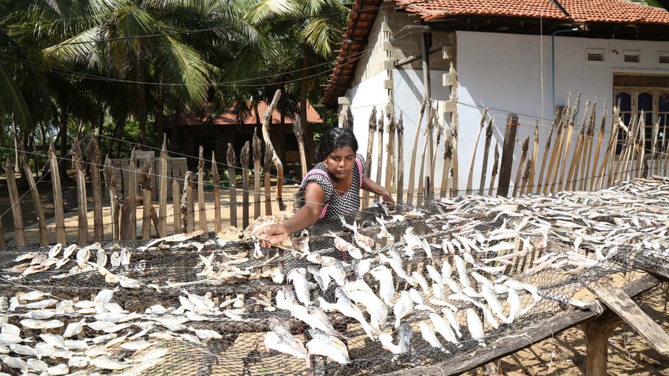 Шри-ланкийская женщина сушит рыбу (Изображение: Seacology)