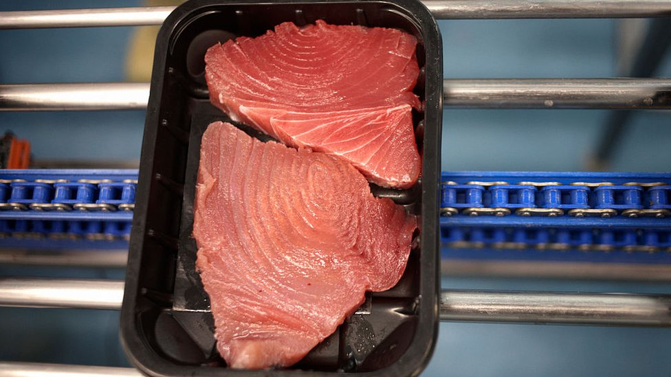 yellowfin Maldives tuna on a packaging conveyor belt