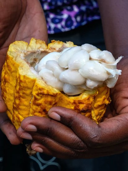 Semillas y pulpa del cacao.