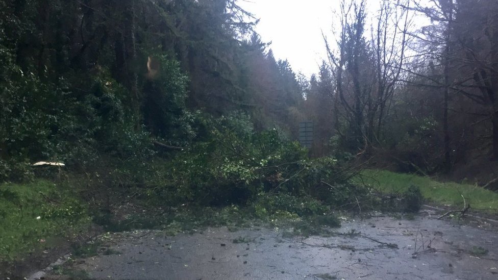 Упавшее дерево в Нант-и-Гарт недалеко от И-Фелинхели