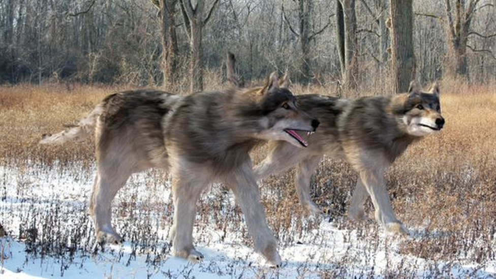 Illustration of pre-historical grey wolves