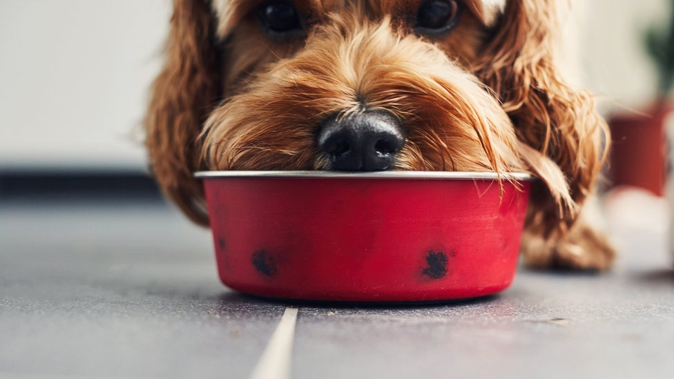 Un perro comiendo su comida.