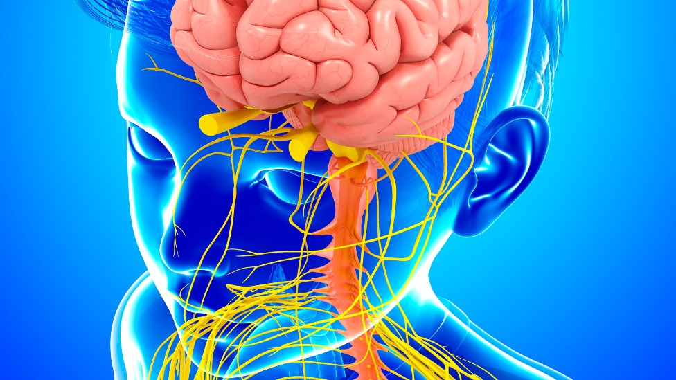 Ilustración del sistema nervioso de un niño