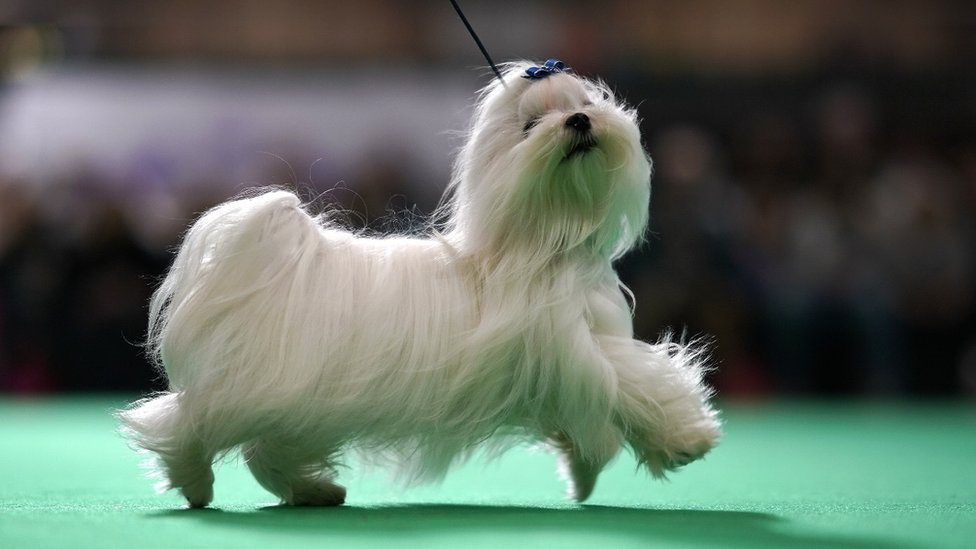 dave crufts 2019