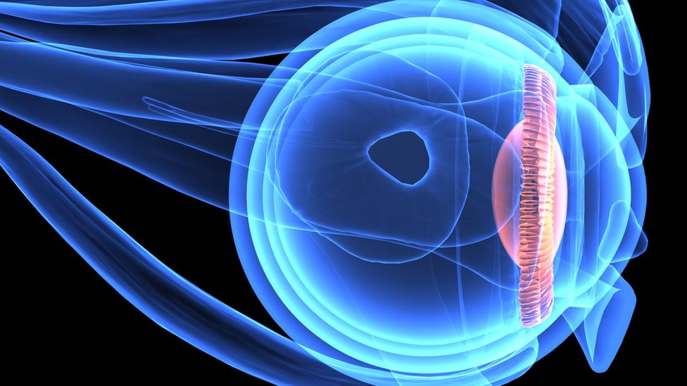 Ilustración científica de una retina