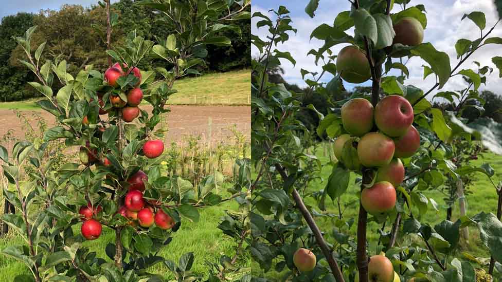 Яблоки Джейн (слева) и Кеннеди (справа) - яблоки сидра, найденные в Уэльсе