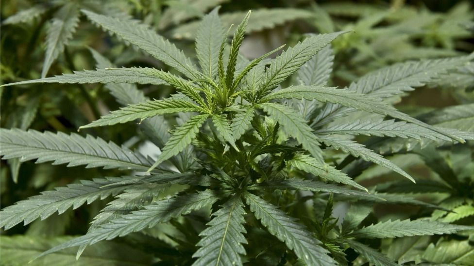 "El Chapo" presumía de vender más marihuana que cualquier persona en el mundo. "El Chapo" presumía de vender más marihuana que cualquier persona en el mundo.