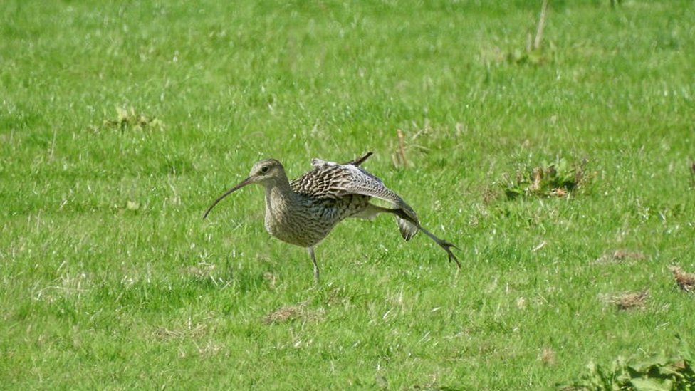 Curlew на заливных лугах Waterstock