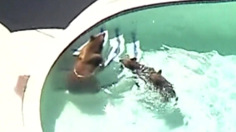 Bears enjoy a cool dip in Pasadena swimming pool BBC News