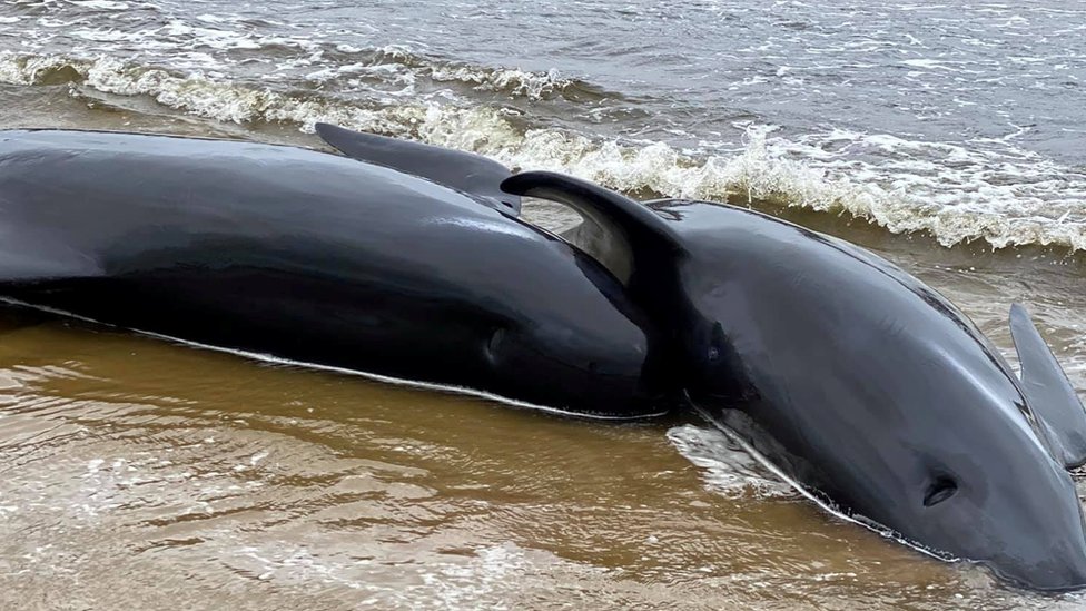 Dead pilot whale calves on the beach in Macquarie Heads