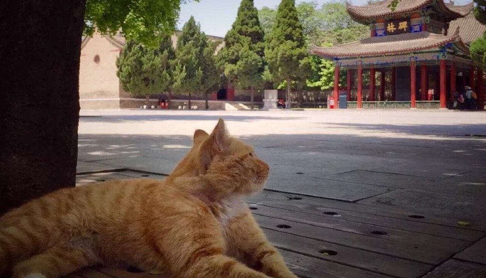 cats in china
