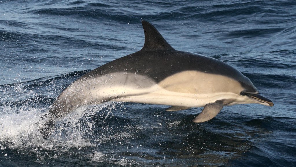 Scottish sites wanted for UK&#39;s first whale trail - BBC News