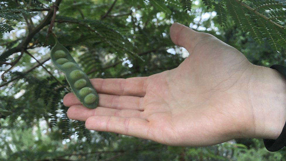 Planta leguminosa