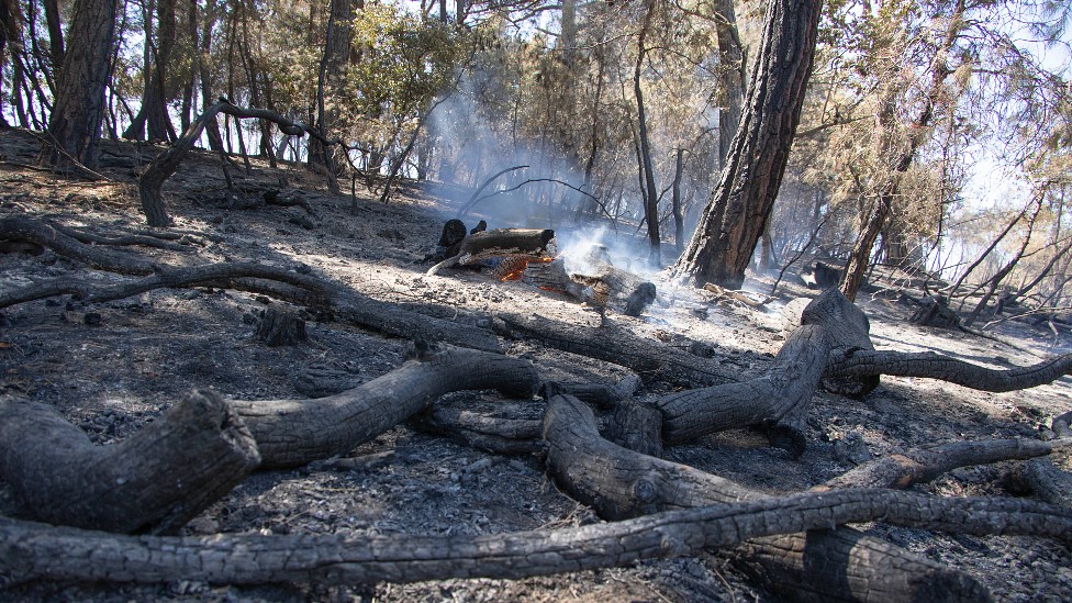 Floresta durante um incêndio na Grécia