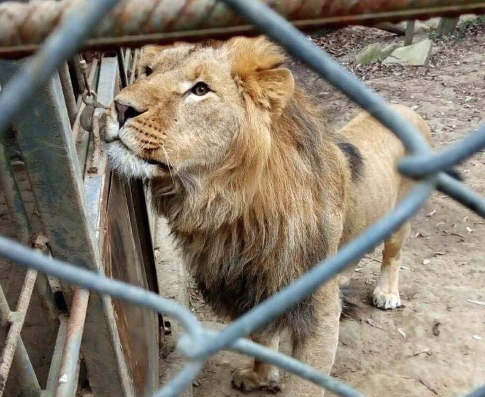 A lion rescued from private captivity in Ukraine, in January 2022