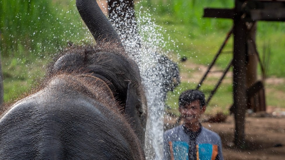 Um elefante brincando com água em Surin