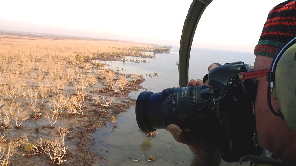 Mangrove forests: How 40 million Australian trees died of thirst