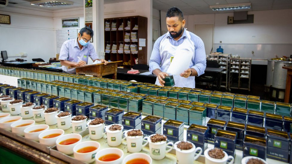 Producción de té en Sri Lanka