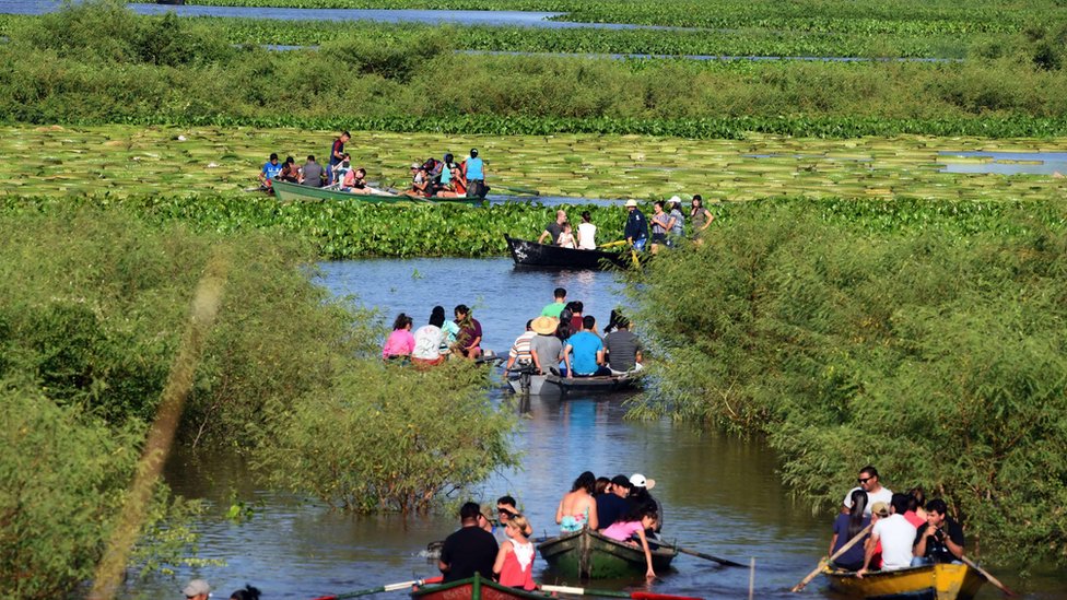 Las autoridades advirtieron que castigarán con multas severas a quien dañe las plantas. Lirios gigantes