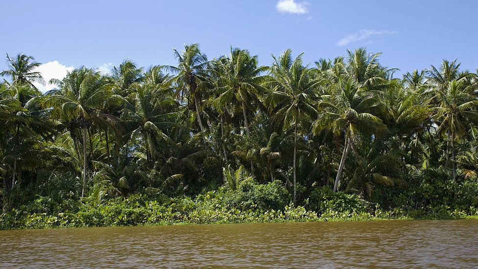 Afluentes del río Orinoco en el estado venezolano de Delta Amacuro