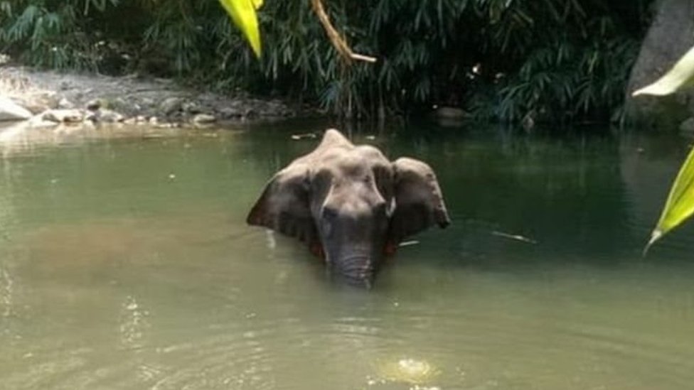 La elefanta herida en un arroyo